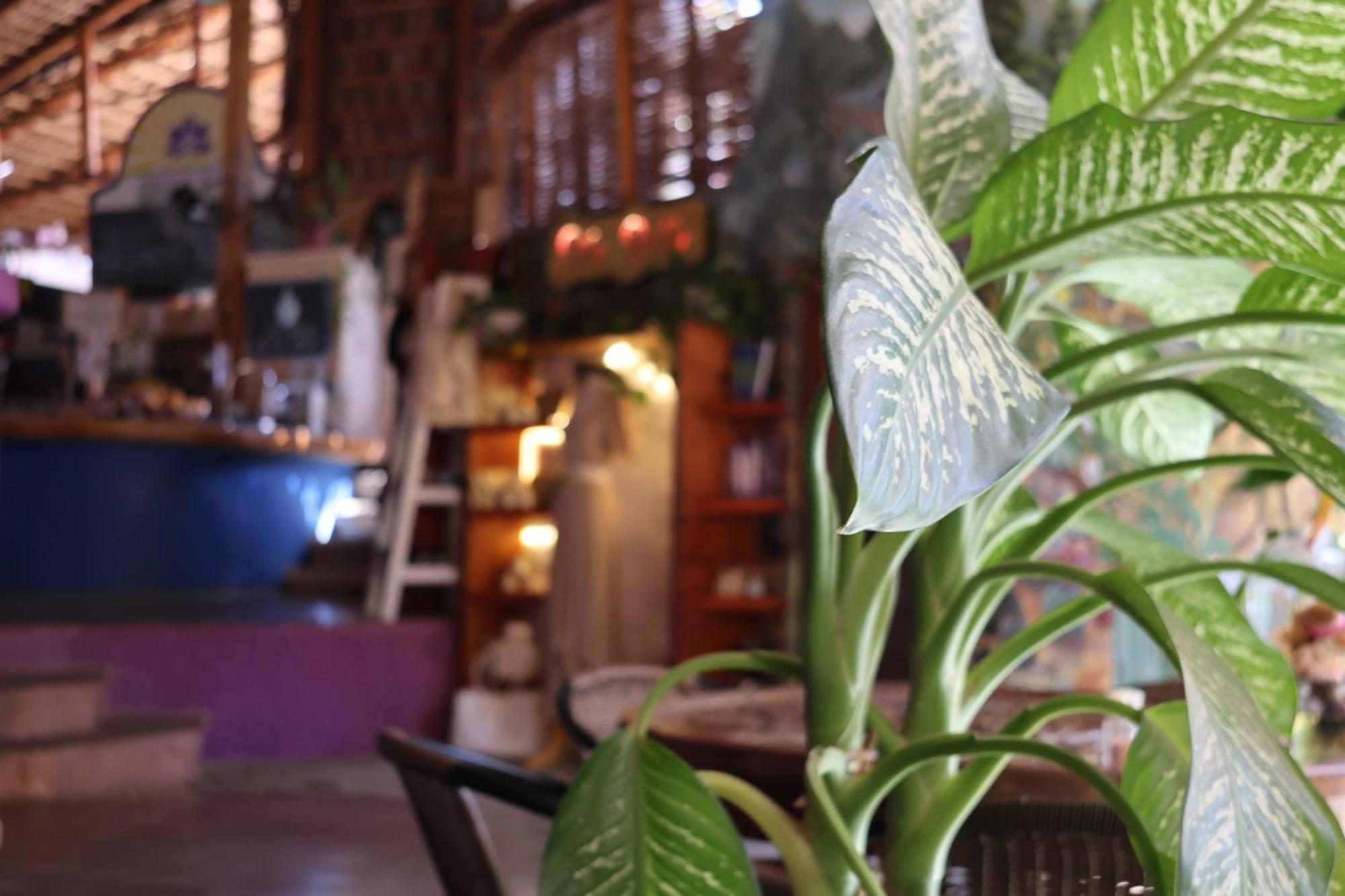 Posada Del Molino Todos Santos Kültér fotó